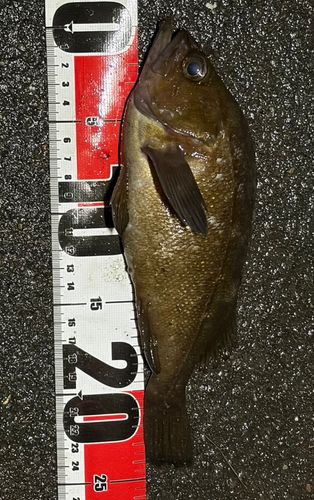 エゾメバルの釣果