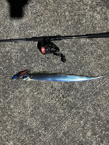 タチウオの釣果