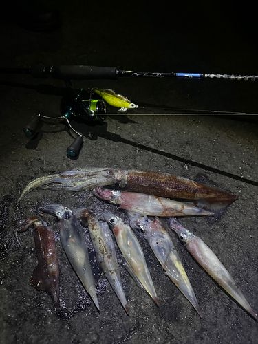 ヤリイカの釣果
