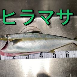 ヒラマサ