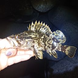 タケノコメバル