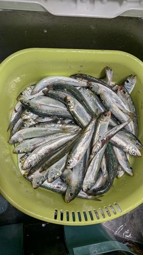 イワシの釣果