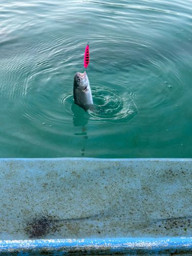 トラウトの釣果