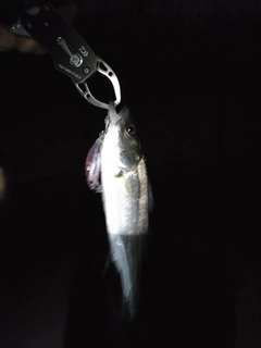 セイゴ（マルスズキ）の釣果