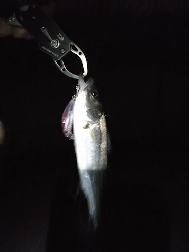 セイゴ（マルスズキ）の釣果