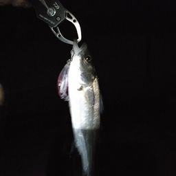 セイゴ（マルスズキ）