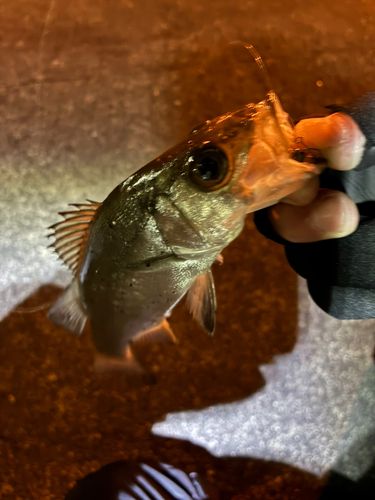 セイゴ（ヒラスズキ）の釣果