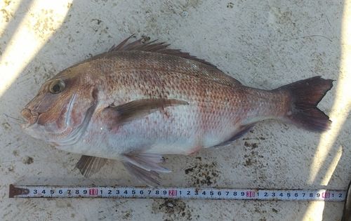 マダイの釣果