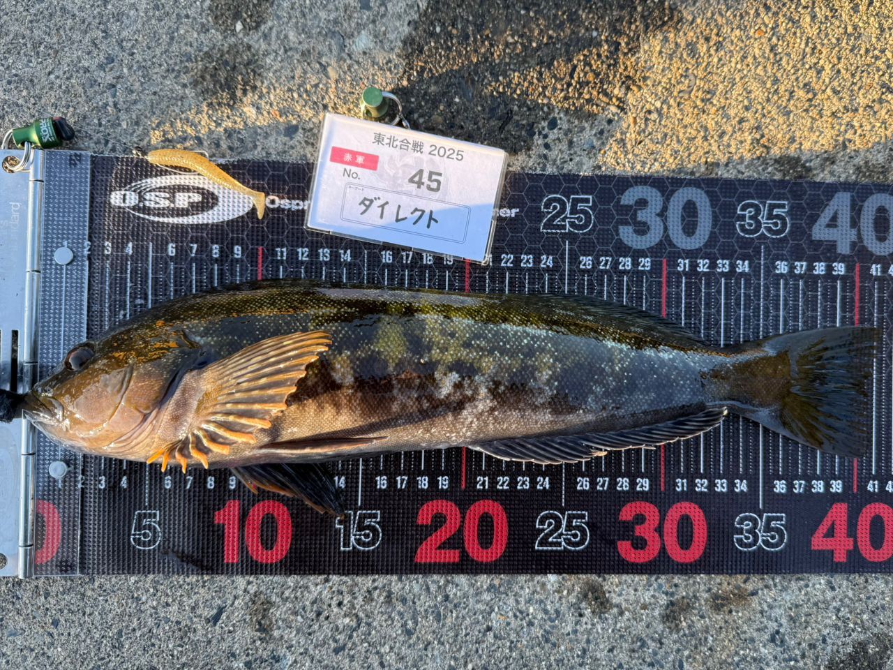 アピア　ブルートTP 77ML ジャンク アピア ブルートTP 77ML ジャンク 【公式通販】