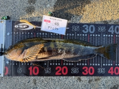 アイナメの釣果