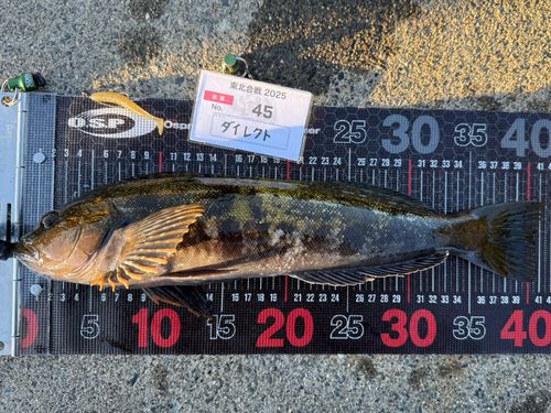 アイナメの釣果