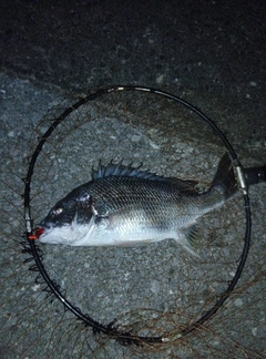 キビレの釣果