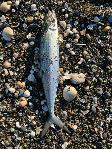 柿崎中央海水浴場