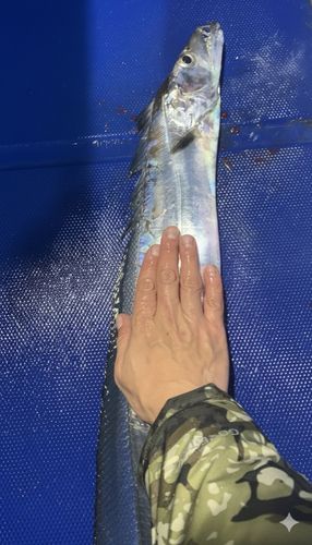 タチウオの釣果