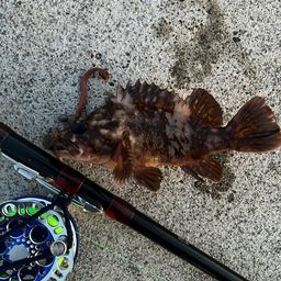 オウゴンムラソイ