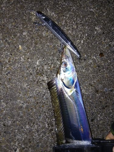 タチウオの釣果