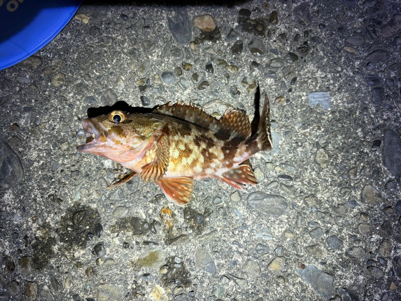 MajorCraft 鯵道 5G AD5-S582L/AJIの最安値・インプレ・釣果 | 本音の