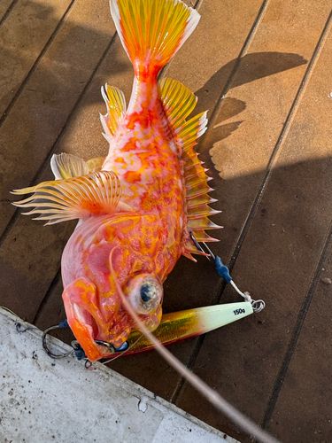 ウッカリカサゴの釣果