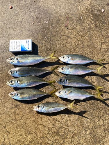 アジの釣果