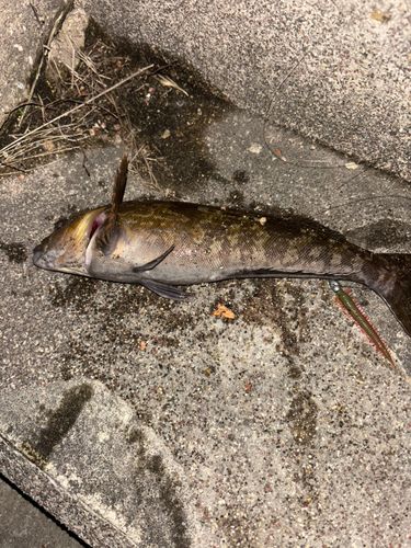 アイナメの釣果