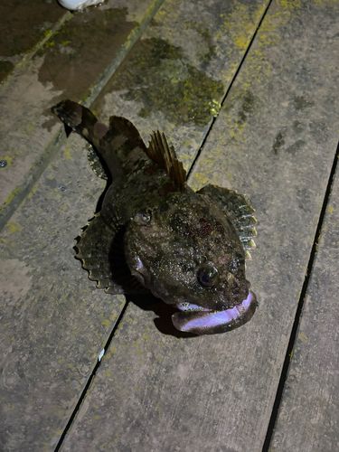 三陸海岸（岩手）