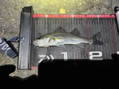 セイゴ（マルスズキ）の釣果