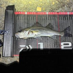 セイゴ（マルスズキ）