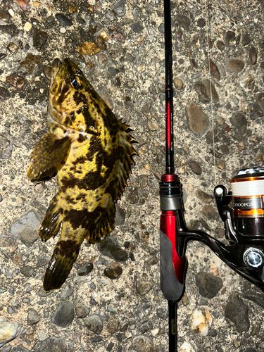 タケノコメバルの釣果