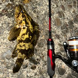 タケノコメバル