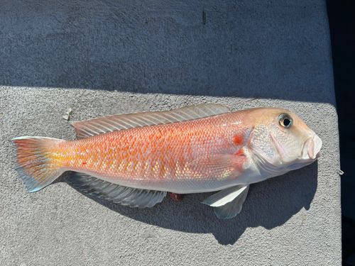 アマダイの釣果