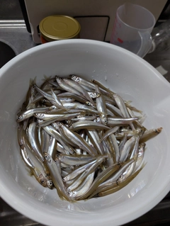 ワカサギの釣果