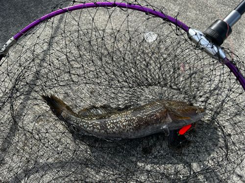 アイナメの釣果