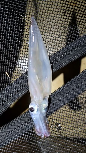 ヤリイカの釣果