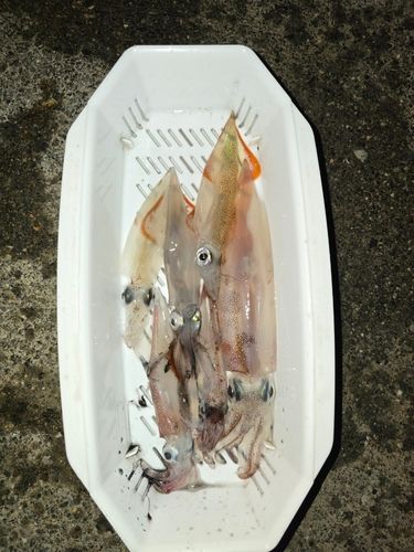 ヤリイカの釣果