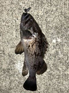 クロソイの釣果