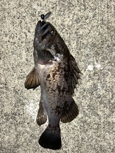 クロソイの釣果