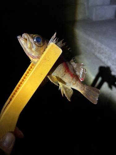 アカメバルの釣果