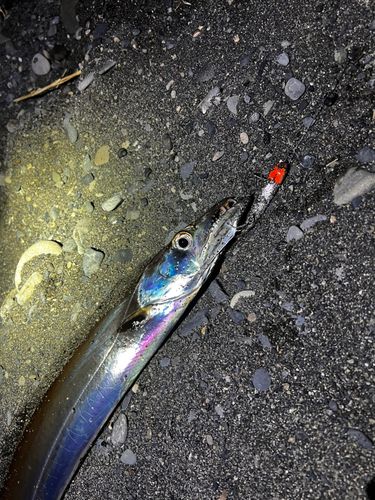 タチウオの釣果