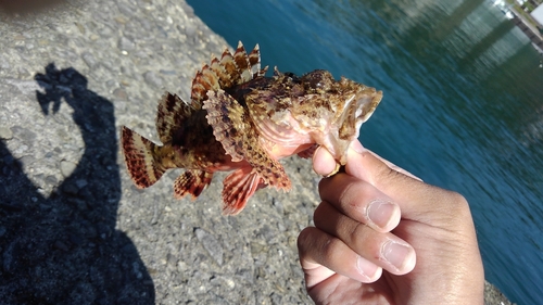 カサゴの釣果