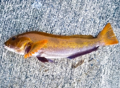 アイナメの釣果