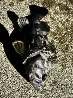 クロソイの釣果