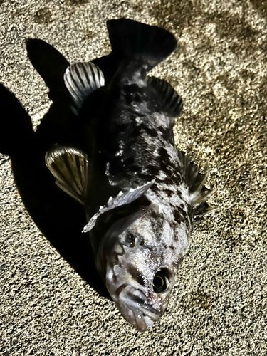 クロソイの釣果