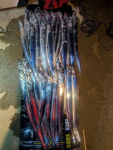 タチウオの釣果