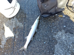 カマスの釣果