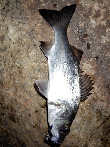 セイゴ（マルスズキ）の釣果