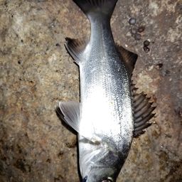 セイゴ（マルスズキ）