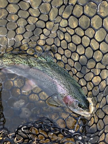 ニジマスの釣果