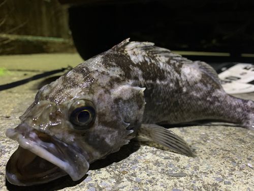 クロソイの釣果