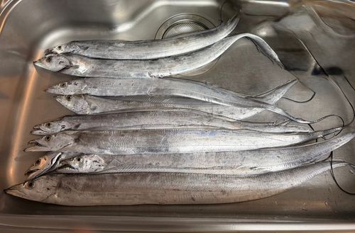 タチウオの釣果