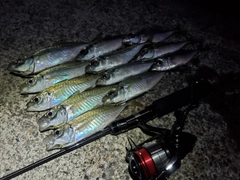 アジの釣果